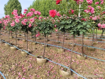 9月月季花事，月季養護分區域版本
