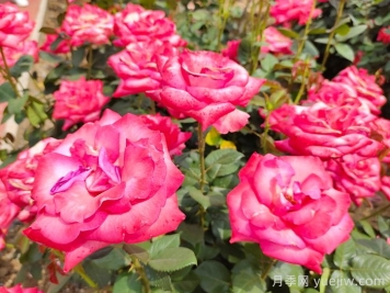 月季花什么時(shí)候開(kāi)？南陽(yáng)月季花期4～11月
