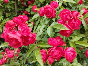 紅木香花是不是月季花？