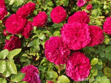 常年開(kāi)花的花卉有哪些？推薦10種四季盛開(kāi)的花卉