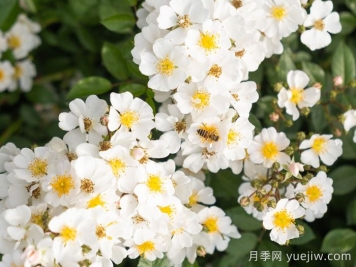 慕雪月季