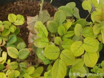 月季黃葉是因為什么原因？幫你判斷和解決