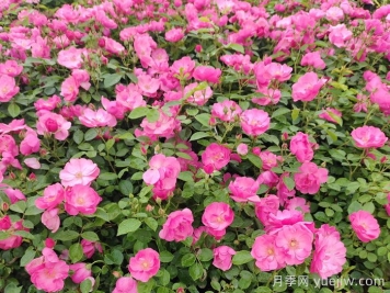 會(huì )養月季花，來(lái)把普通月季養成造型藝術(shù)品