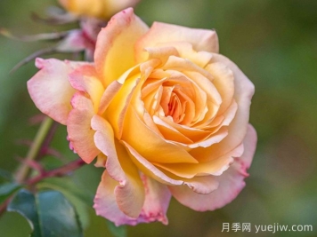 她是20世紀最偉大的月季品種！和平月季拿獎拿到手軟