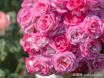 傳統的四大切花有哪些？月季，菊花，康乃馨，劍蘭