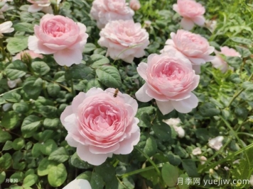 玫瑰花多少錢(qián)一朵？