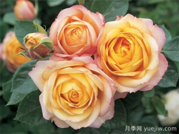 送玫瑰花的花語(yǔ)代表的意義