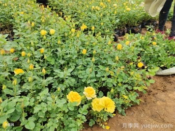 月季花養護技巧秘技