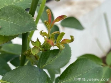 月季嫩尖干癟，到底是什么問(wèn)題產(chǎn)生的？