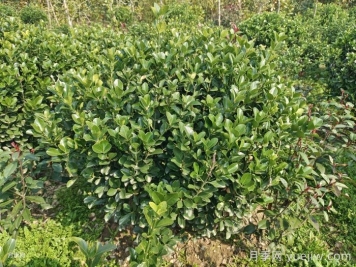 大葉黃楊干枯發(fā)黃怎么辦？