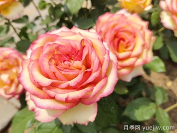 北京什么月季花大好養？月季專(zhuān)家帶您品雜交茶香月季