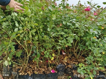 月季嫁接苗和扦插苗的區別，你喜歡哪一個(gè)？
