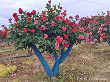 古樁月季移栽日常養護管理技術(shù)