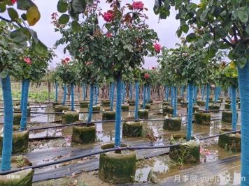 暴雨過(guò)后，哪些園林植物易受害？