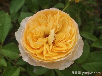 朱麗葉月季/切花朱麗葉