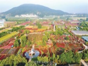 南陽(yáng)臥龍區七里園鄉打造一花一草特色產(chǎn)業(yè) 月季托起美好生活