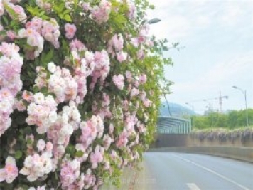 8萬(wàn)多株月季進(jìn)入盛花期，月季成為杭州富陽(yáng)城市綠化點(diǎn)睛之筆