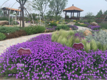 聊城芳香文化博覽園，鄉村振興巾幗示范基地