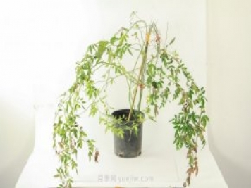 紅木香是什么花，耐寒可達零下20度
