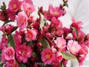 茶花養護就這么做，開(kāi)花大又艷