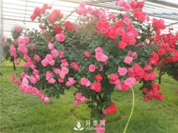 月季樹(shù)高貴典雅、花型花色多樣