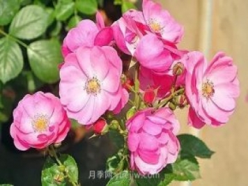 30種漂亮的月季品種推薦，必然有你喜歡的