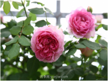 萊州月季花開(kāi)上?；ú?huì ) 百花斗妍崇明島