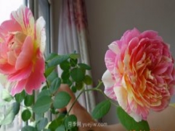 推薦適合夏天養的5種月季花，花量大不怕曬