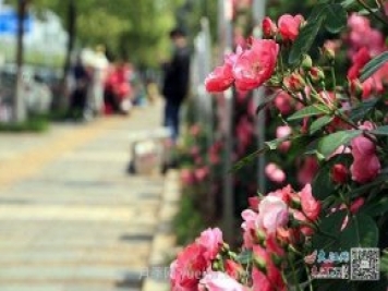 江西南昌350萬(wàn)株月季盛開(kāi)，美爆洪城街頭