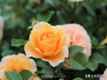 盤(pán)點(diǎn)五款耐熱耐曬月季，南方花友照樣養