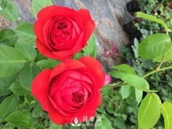 紅蘋(píng)果月季推薦