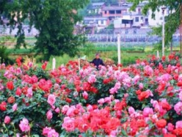 古樁月季成就云南紅河彌勒鄉村“致富花”