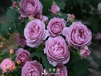 藍色風(fēng)暴月季Shinoburedo月季