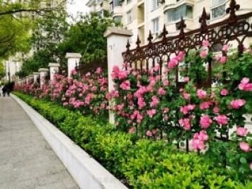 百個(gè)景點(diǎn)、百條花道、百里花帶……未來(lái)幾月，上海繁花似錦