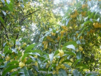 適合在農村種植的苗木樹(shù)種有哪些？