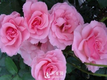 溫室月季小苗種植需要注意哪些事項？