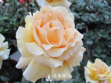 藤本月季種植戶(hù)月季施肥方法