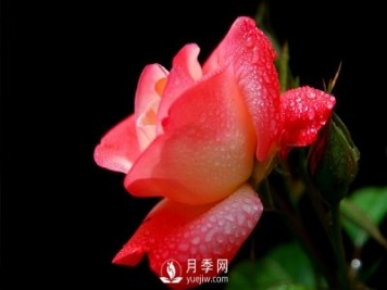 大花月季苗嫁接時(shí)注意事項哪些問(wèn)題？