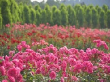 月季打造美麗鄉村，南陽(yáng)月季美化衢州鄉村振興之路