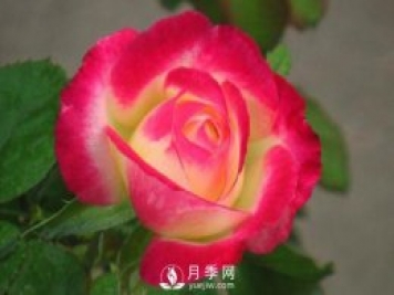 超級香的紅雙喜月季資料，花友必須知道