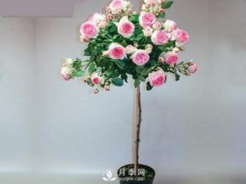 安徽樹(shù)狀月季種植施肥有哪些技術(shù)要點(diǎn)呢？