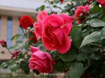 別的花不愛(ài)只養月季花，精挑細選了5個(gè)品種個(gè)個(gè)經(jīng)典