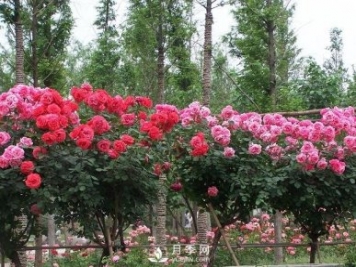 新鄉樹(shù)狀月季城市中廣泛應用，打造美好環(huán)境