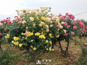 武漢冬季園林綠化帶的月季，修剪技巧