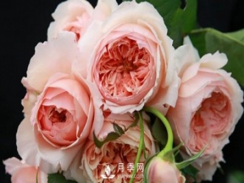 盆栽藤本月季怎么施肥，以下技巧來(lái)學(xué)習吧