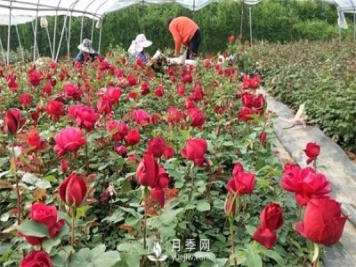 老棵月季苗批發(fā)價(jià)格多少？多年生月季苗成活率高？