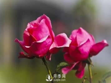 淄博樹(shù)狀月季好看，要學(xué)會(huì )嫁接這個(gè)妙招