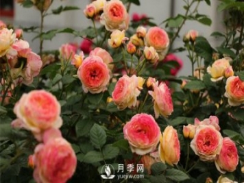 喜歡比較香的月季花嗎？月季網(wǎng)給你推薦11個(gè)品種