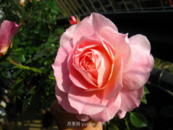 9月份如何養好海神王陽(yáng)臺月季