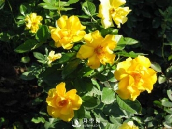 月季水插繁殖的方法，掌握這種方法還是需要學(xué)習的